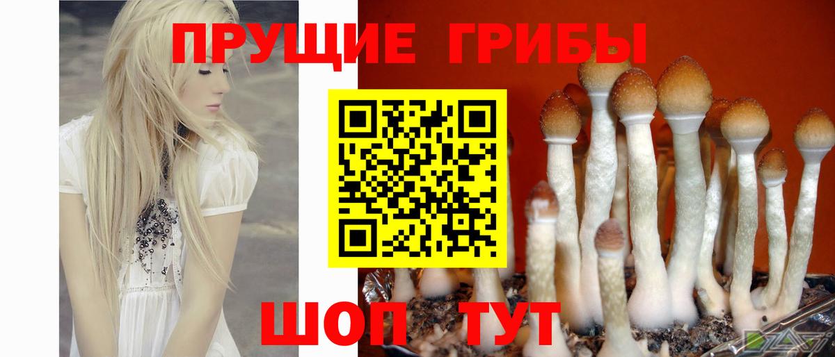 Псилоцибиновые грибы Cubensis  как найти наркотики  Вход с VPN  Муравленко  Галлюциногенные грибы Magic Shrooms 